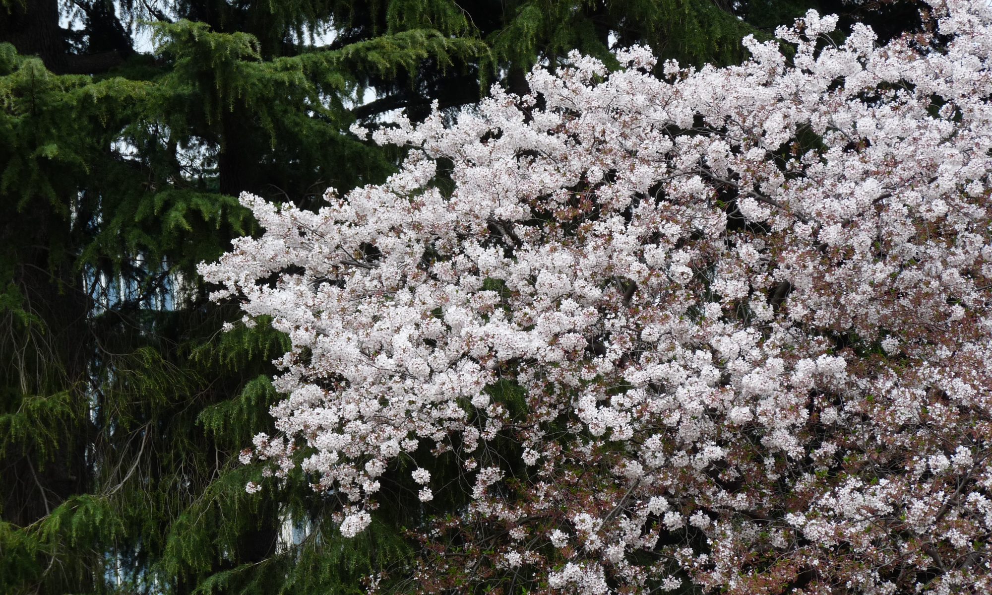 Alam Communication japan